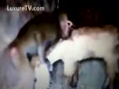 Exclusive and uncommon zoo fetish sex movie featuring a pair of beasts fucking